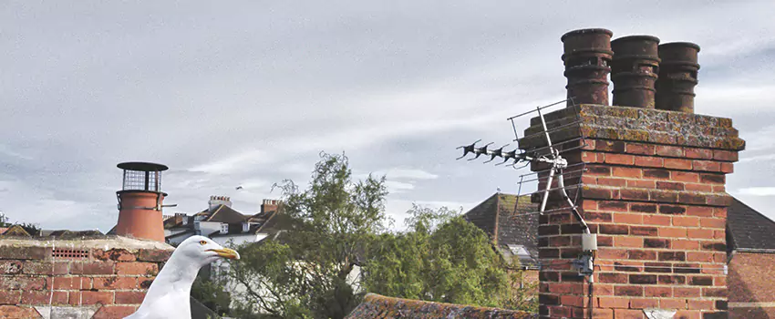 Chimney Cleaning And Restoration in Scottsdale, Arizona